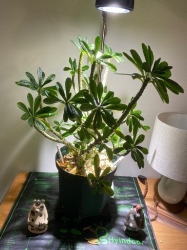 植物まとめ売 価格相談可 - ガーデニング 