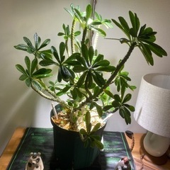 植物まとめ売　価格相談可