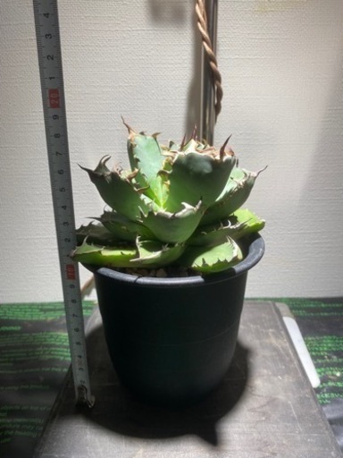 植物まとめ売 価格相談可 - ガーデニング 