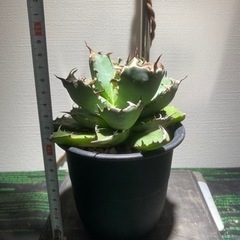 植物まとめ売　価格相談可