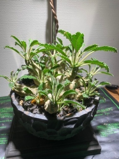 植物まとめ売　価格相談可