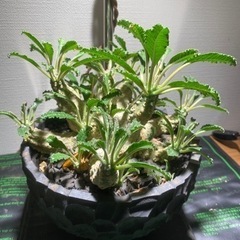 植物まとめ売　価格相談可