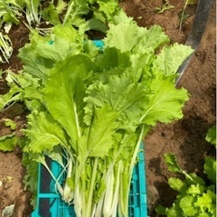【ネット決済】新鮮な野菜　無農薬栽培