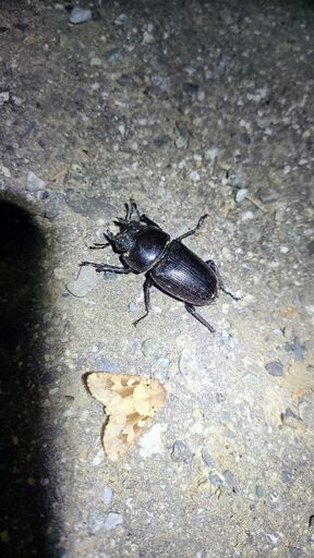 新潟県産 オオクワガタ 灯火採集個体♀