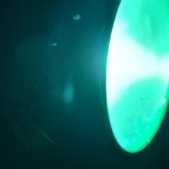 新潟県産 オオクワガタ 灯火採集品 完品♀