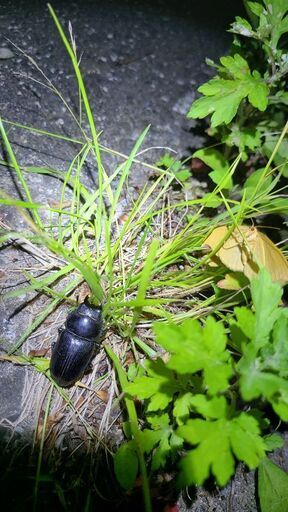 新潟県産 オオクワガタ 灯火採集品 完品♀