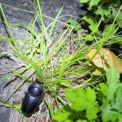 新潟県産 オオクワガタ 灯火採集品 完品♀