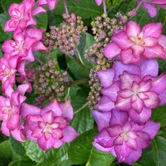 アジサイ　紫陽花　挿し穂　２種類