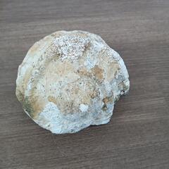 石垣島産　夜光貝　大型貝殻　5個セット 石垣島産 夜光貝 大型貝殻 5個セット