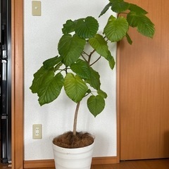 【観葉植物】ウンベラータ鉢植え