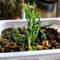 <<NEW>>【多肉植物】リプサリス『セレウスクラ』プラポット植...