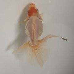 土佐錦（土佐金）2歳魚