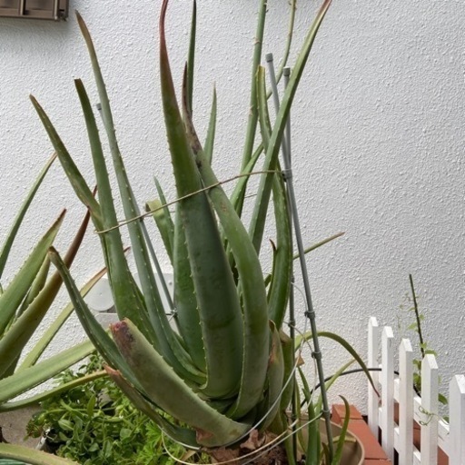 多肉植物アロエ