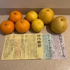 柑橘3種　7玉