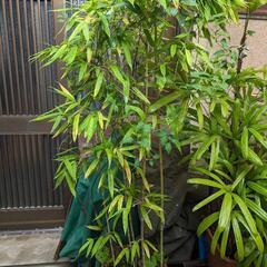 鉢植えの竹