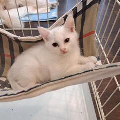 白猫　2ヶ月