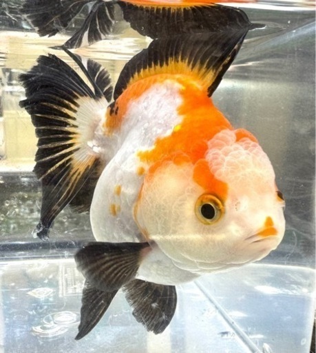 トリカラーオランダ 約10cm