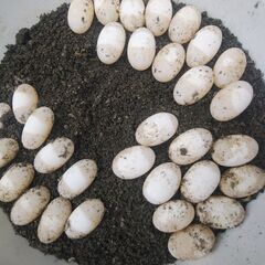 カメの卵5個孵化体験
