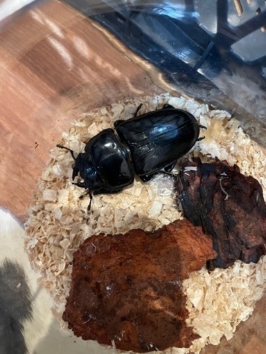 オオクワガタ♀  5匹セット　即ブリ