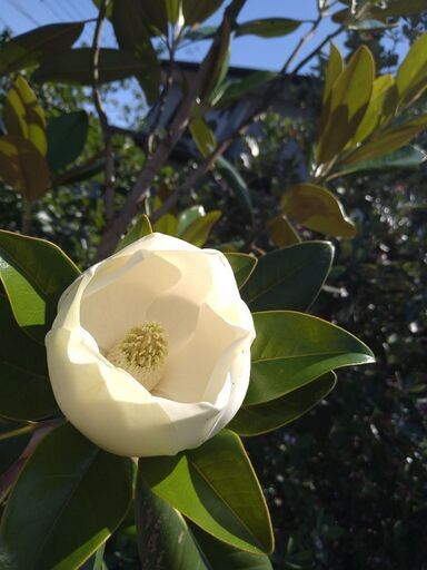 【植木・庭木・花木】タイサンボク　泰山木