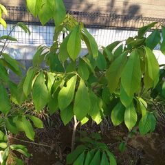 ポポー お求めやすく6kg ポポー お求めやすく6kg ポポー6kg