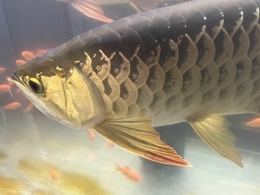 熱帯魚