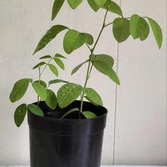 バタフライピー【1鉢に２本植え】🌱植物