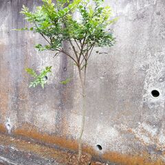 観葉植物（シマトネリコ、1本仕立て、約150cm）