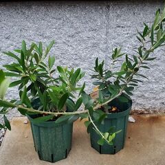 オリーブの苗木　２種セット　ネバディロブランコ　フラントイオ
