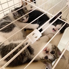 【生後2ヶ月程】子猫3匹を保護しています