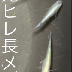 緑光ヒレ長メダカ　めだか　有精卵２５個＋α(5個)