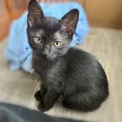 可愛い黒猫ちゃん 1ヶ月(8週)