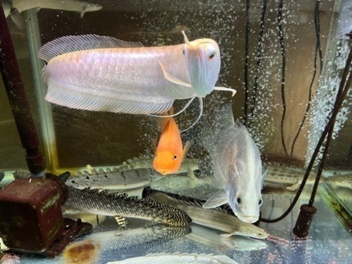 熱帯魚