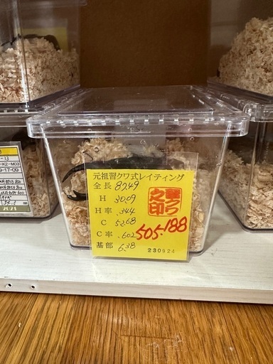 久留米産オオクワガタ87mm♂単品
