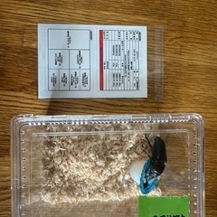 オオクワガタメス単夢旅路さんから購入56mm