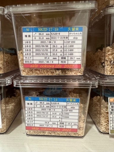 久留米産SKIPさんから購入オオクワガタ87mm54mm