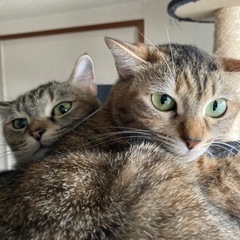 猫ちゃん2匹