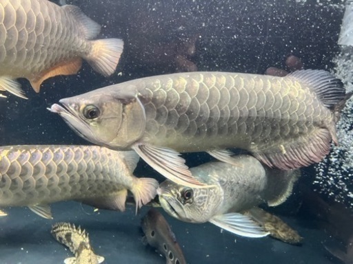 熱帯魚　アロワナ　水槽　1