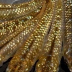 ゴールド「琥珀ラメ」メダカの針子　10匹