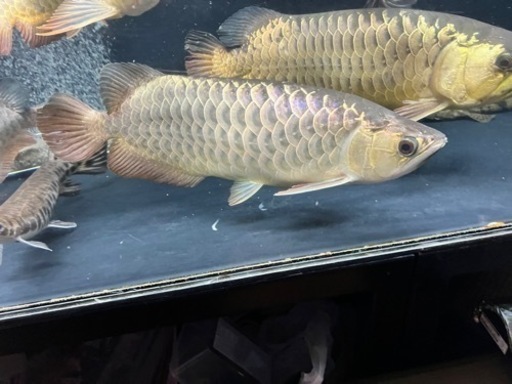 熱帯魚　アロワナ　水槽　3