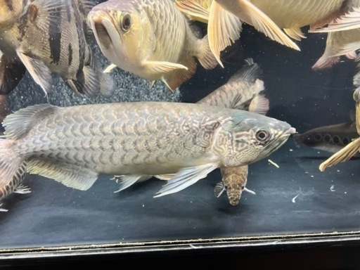 熱帯魚　アロワナ　水槽　4