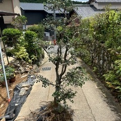植木　ガーデニング  和庭