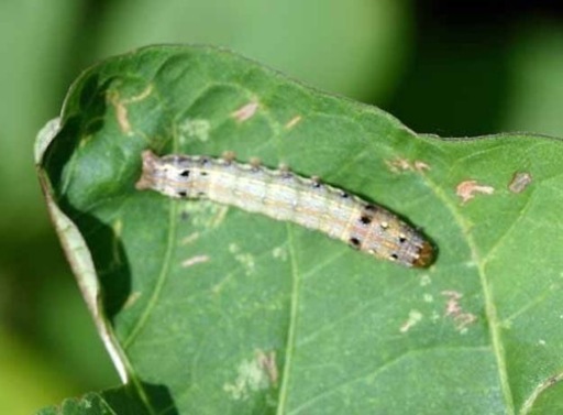 蛾の幼虫🔷ハスモンヨトウ🔷買い取ります (Z insecter) 川越のその他の  