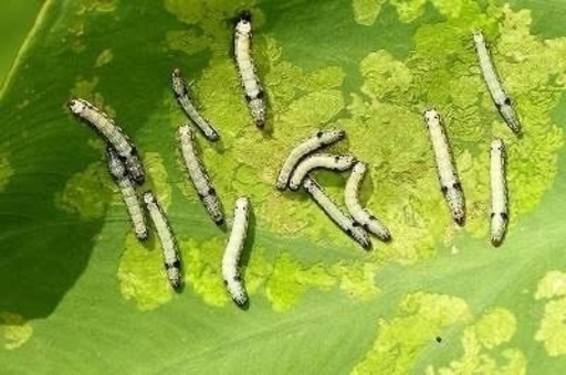 蛾の幼虫🔷ハスモンヨトウ🔷買い取ります (Z insecter) 川越のその他の  