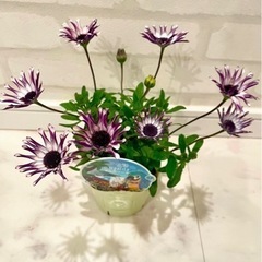 オステオスペルマム　スプーン咲　紫
