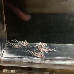 インペベビーf2　　　5匹セット