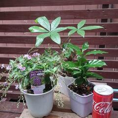 コーヒーの木　パキラ　ジュランタのセット❕観葉植物