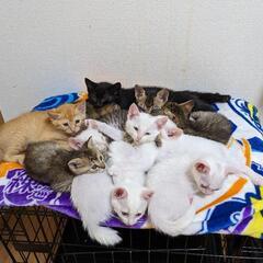 ９匹の元気な子猫さんの里親募集