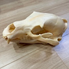 ヒグマ　骨格　標本