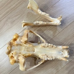 ヒグマ 骨格 標本